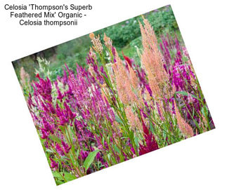 Celosia \'Thompson\'s Superb Feathered Mix\' Organic - Celosia thompsonii