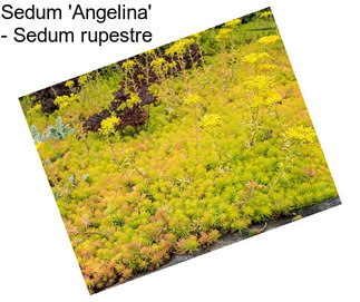 Sedum \'Angelina\' - Sedum rupestre