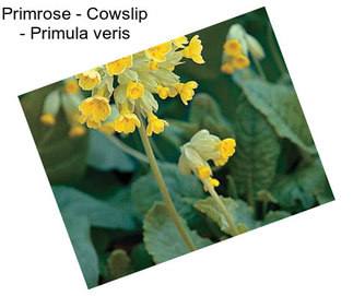 Primrose - Cowslip - Primula veris