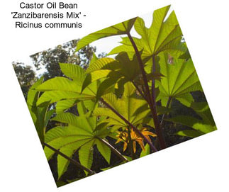 Castor Oil Bean \'Zanzibarensis Mix\' - Ricinus communis