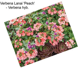 Verbena Lanai \'Peach\' - Verbena hyb.