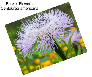 Basket Flower - Centaurea americana