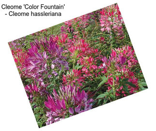Cleome \'Color Fountain\' - Cleome hassleriana