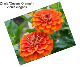 Zinnia \'Queeny Orange\' - Zinnia elegans
