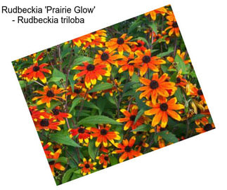 Rudbeckia \'Prairie Glow\' - Rudbeckia triloba