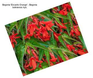Begonia \'Encanto Orange\' - Begonia boliviensis hyb.