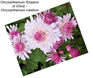 Chrysanthemum \'Emperor of China\' - Chrysanthemum rubellum