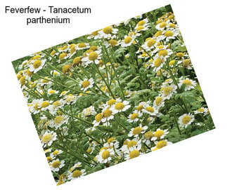 Feverfew - Tanacetum parthenium