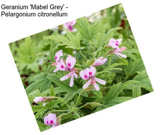 Geranium \'Mabel Grey\' - Pelargonium citronellum