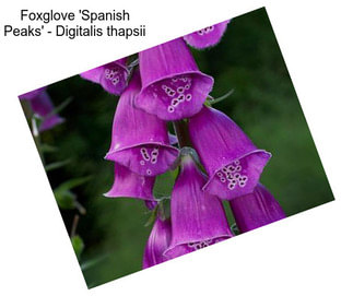 Foxglove \'Spanish Peaks\' - Digitalis thapsii