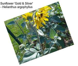 Sunflower \'Gold & Silver\' - Helianthus argophyllus