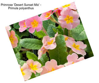 Primrose \'Desert Sunset Mix\' - Primula polyanthus