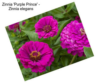 Zinnia \'Purple Prince\' - Zinnia elegans
