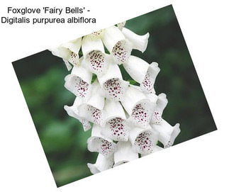 Foxglove \'Fairy Bells\' - Digitalis purpurea albiflora
