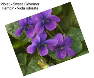 Violet - Sweet \'Governor Herrick\' - Viola odorata