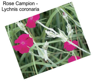 Rose Campion - Lychnis coronaria