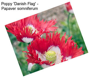 Poppy \'Danish Flag\' - Papaver somniferum