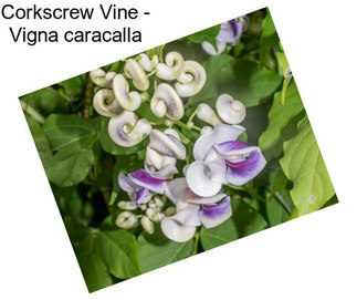 Corkscrew Vine - Vigna caracalla