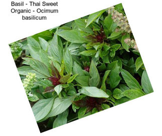 Basil - Thai Sweet Organic - Ocimum basilicum