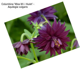 Columbine \'Miss M.I. Huish\' - Aquilegia vulgaris