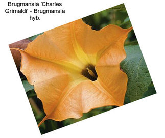 Brugmansia \'Charles Grimaldi\' - Brugmansia hyb.