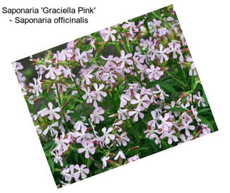Saponaria \'Graciella Pink\' - Saponaria officinalis