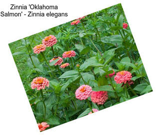 Zinnia \'Oklahoma Salmon\' - Zinnia elegans