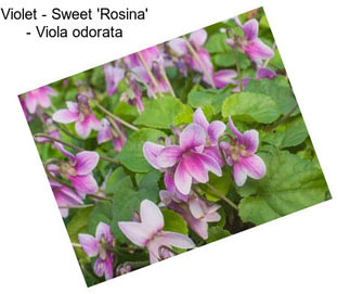 Violet - Sweet \'Rosina\' - Viola odorata