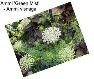 Ammi \'Green Mist\' - Ammi visnaga