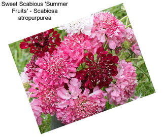 Sweet Scabious \'Summer Fruits\' - Scabiosa atropurpurea