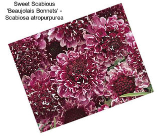 Sweet Scabious \'Beaujolais Bonnets\' - Scabiosa atropurpurea