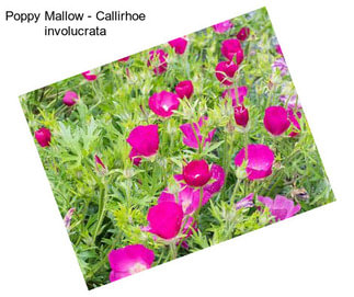 Poppy Mallow - Callirhoe involucrata