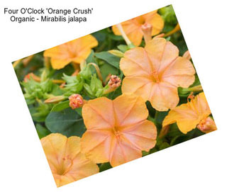Four O\'Clock \'Orange Crush\' Organic - Mirabilis jalapa