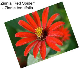 Zinnia \'Red Spider\' - Zinnia tenuifolia