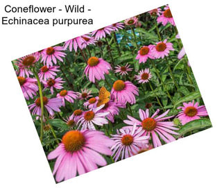 Coneflower - Wild - Echinacea purpurea