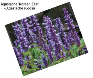 Agastache \'Korean Zest\' - Agastache rugosa