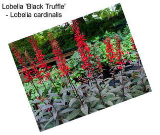 Lobelia \'Black Truffle\' - Lobelia cardinalis