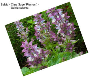 Salvia - Clary Sage \'Piemont\' - Salvia sclarea