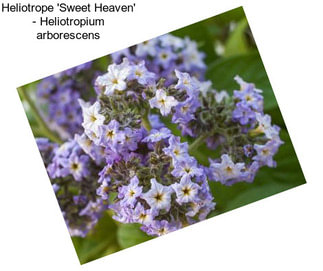 Heliotrope \'Sweet Heaven\' - Heliotropium arborescens