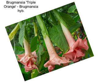 Brugmansia \'Triple Orange\' - Brugmansia hyb.