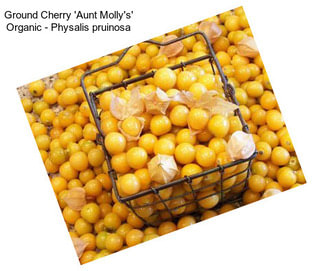 Ground Cherry \'Aunt Molly\'s\' Organic - Physalis pruinosa