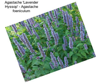 Agastache \'Lavender Hyssop\' - Agastache foeniculum