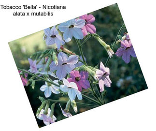 Tobacco \'Bella\' - Nicotiana alata x mutabilis