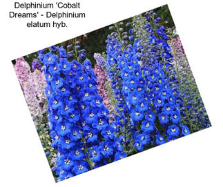 Delphinium \'Cobalt Dreams\' - Delphinium elatum hyb.