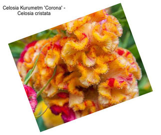 Celosia Kurumetm \'Corona\' - Celosia cristata