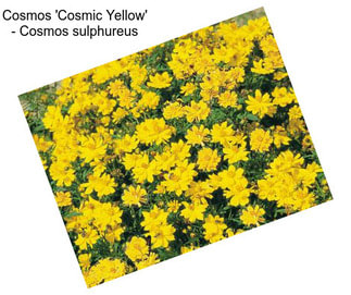 Cosmos \'Cosmic Yellow\' - Cosmos sulphureus