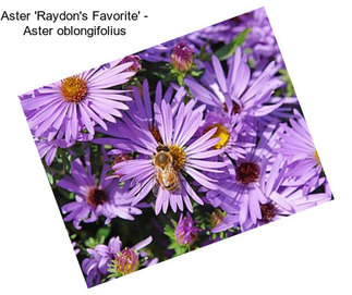 Aster \'Raydon\'s Favorite\' - Aster oblongifolius