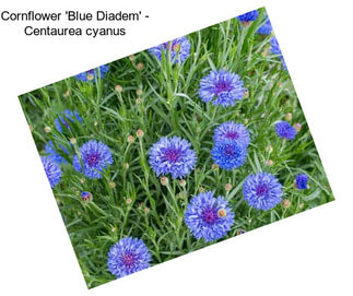 Cornflower \'Blue Diadem\' - Centaurea cyanus