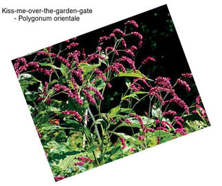 Kiss-me-over-the-garden-gate - Polygonum orientale