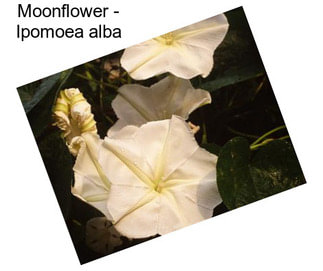 Moonflower - Ipomoea alba